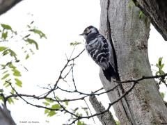Kleine Bonte Specht  20230526  Ik hoorde in de Pannenhoef een roffeltje van een specht. Vrij zacht, vrij langzaam. Ik keek goed rond en zag natuurlijk geen specht. Het uniforme lichte gehamer hield aan en nodigde me uit daarop af te gaan met de neus omhoog gericht. En ja hoor, ik vond hem. Heel hoog in een boom met daarin een dode tak. Die tak was door het uitdrogen gespleten geraakt en had bij een spleet een klankkast gevormd. En die klankkast werd door een echt klein spechtje gebruikt om eens goed 