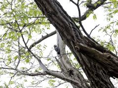 Kleine Bonte Specht  20230526  Ik hoorde in de Pannenhoef een roffeltje van een specht. Vrij zacht, vrij langzaam. Ik keek goed rond en zag natuurlijk geen specht. Het uniforme lichte gehamer hield aan en nodigde me uit daarop af te gaan met de neus omhoog gericht. En ja hoor, ik vond hem. Heel hoog in een boom met daarin een dode tak. Die tak was door het uitdrogen gespleten geraakt en had bij een spleet een klankkast gevormd. En die klankkast werd door een echt klein spechtje gebruikt om eens goed 