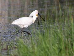 Lepelaar  20230520  In mijn jeugd moest je voor deze mooie vogel een hele reis maken. In 1970 broedden er slechts 215 paren Lepelaars in het Naardermeer, Zwanenwater en op Texel. Sindsdien maakte de soort een spectaculaire ontwikkeling door en groeide de populatie tot ongeveer nu 4000 paar. Het gaat dus erg goed met Lepelaars in Nederland. Waren deze markante vogels begin jaren zeventig dus nog een zeldzame verschijning, nu is de stand hoger dan ooit. Zo kennen we nu o.a. een kolonie in het Marki