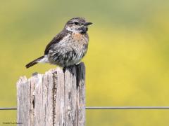 Roodborsttapuit  20230521  Ten opzichte van 1985 zijn er nu wel tienmaal zoveel roodborsttapuitjes in ons land. En dan met name op de zandgronden. Ze laten zich makkelijk zien. De geluidjes die ze maken zijn ook best goed herkenbaar. Bijna niet te missen op je wandeling. Hier een vrouwtje.