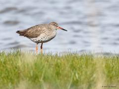 Tureluur  20230601  Een steltloper die bij uitzondering zich eens in Zundert laat zien. Ga je naar Zeeland dan kom je hem zeker tegen. Het gaat niet zo goed met de tureluur. Door de intensieve landbouw zijn de aantallen flink terug gelopen. De laatste jaren is de afname gelukkig wat gestopt. In de paartijd kunnen snavel en poten diep rood zijn.