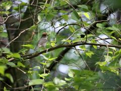 Zwartkop  20230513  Ginhoven