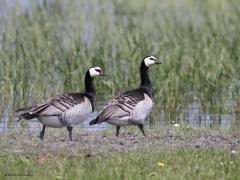 Brandgans  20230519  Hogerwaardpolder