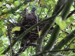 Houtduif  20230824  Tuin