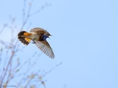 Blauwborst  20230412  Oude Buisse Heide