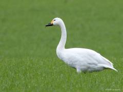 Kleine zwaan  20231215  Pannenhoef