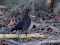 Merel  20231128  Onze vertrouwde good old merel, geklikt vandaag in de Pannenhoef. Niet alleen een echte tuinvogel maar ook een echte bosvogel. Deze waarschijnlijk jonge vogel zag er gezond en alert uit.
