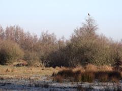 Buizerd  20240127  Een stukje natuur in de Pannenhoef, vanmorgen rond tien uur, met een zonnetje en met een buizerd in de top van een boom. Nog leuker wordt het als er een groep spreeuwen voor de buizerd voorbij vliegt. De buizerd vindt dat alles prima.