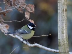 Koolmees  Niet alleen de pimpelmees tref je veelvuldig aan in het bos nu, zo ook natuurlijk de koolmees. Ook een heel mooi meesje toch. Wie kent hem niet want in ieders tuin is ie vast ook te zien.