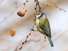 Pimpelmees  Niet alleen sijsjes zoeken in wintertijd naaldbomen af op iets eetbaars, ook pimpeltjes doen dat. Zo kon ik dit pimpeltje tijdens dat werk vastleggen. Bij goed kijken zag ik dat hij of zij iets aan de haak geslagen had, iets met de snavel te pakken had. Is dat nu een zaadje of een larfje, ze lusten beide nu. Ik denk een larfje, een heel klein rupsje?