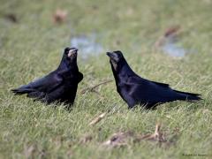 Roek  20240128  Liefde. Roeken weten wat liefde is. Eenmaal volwassen dan wordt een maatje voor het leven gekozen. Ze trouwen maar eenmaal in hun leven, het paartje blijft elkaar levenslang trouw, heel bijzonder vind ik dat! Ze onderhouden de relatie met attenties naar elkaar. Zoals ik vorige week zag gebeuren. Eerst werd ik goed bekeken in mijn auto. Ze vertrouwden me wel en er werden wat roekenwoordjes naar elkaar uitgesproken. Vervolgens biedt de een de ander een presentje aan. Wat het kado is k