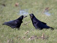 Roek  20240128  Liefde. Roeken weten wat liefde is. Eenmaal volwassen dan wordt een maatje voor het leven gekozen. Ze trouwen maar eenmaal in hun leven, het paartje blijft elkaar levenslang trouw, heel bijzonder vind ik dat! Ze onderhouden de relatie met attenties naar elkaar. Zoals ik vorige week zag gebeuren. Eerst werd ik goed bekeken in mijn auto. Ze vertrouwden me wel en er werden wat roekenwoordjes naar elkaar uitgesproken. Vervolgens biedt de een de ander een presentje aan. Wat het kado is k