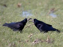 Roek  20240128  Liefde. Roeken weten wat liefde is. Eenmaal volwassen dan wordt een maatje voor het leven gekozen. Ze trouwen maar eenmaal in hun leven, het paartje blijft elkaar levenslang trouw, heel bijzonder vind ik dat! Ze onderhouden de relatie met attenties naar elkaar. Zoals ik vorige week zag gebeuren. Eerst werd ik goed bekeken in mijn auto. Ze vertrouwden me wel en er werden wat roekenwoordjes naar elkaar uitgesproken. Vervolgens biedt de een de ander een presentje aan. Wat het kado is k