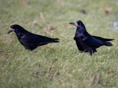 Roek  20240128  Liefde. Roeken weten wat liefde is. Eenmaal volwassen dan wordt een maatje voor het leven gekozen. Ze trouwen maar eenmaal in hun leven, het paartje blijft elkaar levenslang trouw, heel bijzonder vind ik dat! Ze onderhouden de relatie met attenties naar elkaar. Zoals ik vorige week zag gebeuren. Eerst werd ik goed bekeken in mijn auto. Ze vertrouwden me wel en er werden wat roekenwoordjes naar elkaar uitgesproken. Vervolgens biedt de een de ander een presentje aan. Wat het kado is k