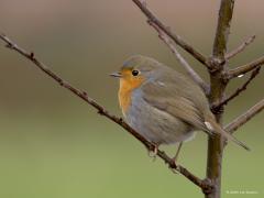 Roodborst  20240120  Een foto gemaakt eind november vorig jaar, wel koud toen maar geen vorst of sneeuw. Vanwege de kou waren de veertjes al flink uiteen gezet. Het kunnen zo echt ronde bolletjes worden deze Robin's.