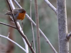 Roodborst  20240124  Een gaai is schuw, een roodborstje vaak niet. Die laat zich gerust van achteren fotograferen. Maar leuker wordt het als Robin een takje verspringt en je nieuwsgierig komt bekijken. Diep oranje kan dat borstje zijn.