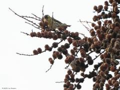 Sijs  Gistermiddag nog even naar de Lange Goren geweest. Daar staan best wat lariksen en daar houden sijsjes van. Deze keer trof ik ook sijsjes aan, een flink groepje van wel dertig stuks schat ik. Jammer dat ze zo hoog in de bomen blijven en zo ongedurig zijn. Voor je het weet zijn ze weer gevlogen naar een ander deeltje van het bos. Even kon ik het groepje waarnemen. Hier een foto met twee en een foto met zes sijsjes erop. Vind je ze alle zes?