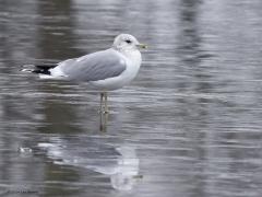 Stormmeeuw  20240114  Een wonder! Een stormmeeuw die op water kan staan. Maar nee, zo'n vaart loopt het hier niet. In de leemskuilen was gisteren het laagje ijs al ver weggesmolten, vandaar een laagje water op het ijs. De stormmeeuw kun je nu hier af en toe aantreffen in weilanden. Hij is zichtbaar kleiner dan de zilvermeeuw, heeft geelgroene poten en heeft in winterkleed een donkere dwarsstreep op de snavelpunt. Die snavel is ook veel kleiner dan bij de zilvermeeuw.