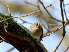 Goudhaan  20240204  Het kleinste vogeltje van Europa woont ook in ons land. Je hebt er wel 200 van nodig om in balans te brengen met een pak suiker. Op een tak van 1 meter passen er wel 12 als ze staartpunt aan snavelpunt gaan staan. Maar dat zul je nooit te zien krijgen want ze zijn ontzettend druk in de weer steeds. Zitten nooit eens even stil. Altijd op zoek naar kleine spinnetjes en dergelijke. Ze zoeken in de regel heel hoog in naaldbomen maar komen af en toe wat lager en ook wel eens in loofbom