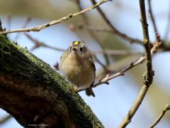 Goudhaan  20240204  Het kleinste vogeltje van Europa woont ook in ons land. Je hebt er wel 200 van nodig om in balans te brengen met een pak suiker. Op een tak van 1 meter passen er wel 12 als ze staartpunt aan snavelpunt gaan staan. Maar dat zul je nooit te zien krijgen want ze zijn ontzettend druk in de weer steeds. Zitten nooit eens even stil. Altijd op zoek naar kleine spinnetjes en dergelijke. Ze zoeken in de regel heel hoog in naaldbomen maar komen af en toe wat lager en ook wel eens in loofbom