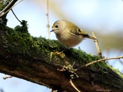 Goudhaan  20240204  Het kleinste vogeltje van Europa woont ook in ons land. Je hebt er wel 200 van nodig om in balans te brengen met een pak suiker. Op een tak van 1 meter passen er wel 12 als ze staartpunt aan snavelpunt gaan staan. Maar dat zul je nooit te zien krijgen want ze zijn ontzettend druk in de weer steeds. Zitten nooit eens even stil. Altijd op zoek naar kleine spinnetjes en dergelijke. Ze zoeken in de regel heel hoog in naaldbomen maar komen af en toe wat lager en ook wel eens in loofbom