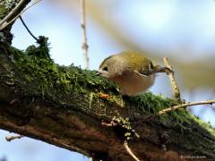 Goudhaan  20240204  Het kleinste vogeltje van Europa woont ook in ons land. Je hebt er wel 200 van nodig om in balans te brengen met een pak suiker. Op een tak van 1 meter passen er wel 12 als ze staartpunt aan snavelpunt gaan staan. Maar dat zul je nooit te zien krijgen want ze zijn ontzettend druk in de weer steeds. Zitten nooit eens even stil. Altijd op zoek naar kleine spinnetjes en dergelijke. Ze zoeken in de regel heel hoog in naaldbomen maar komen af en toe wat lager en ook wel eens in loofbom