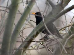 Merel  20240201  In de tuin is het een eitje om een merel op de foto te zetten. Soms lopen ze je voor de voeten als je bijvoorbeeld aan het spitten bent. Maar in het bos, in de echt vrije natuur, daar valt het me tegen om een merel mooi vrij in beeld te kunnen nemen. Ik vind ze opvallend schuw. Zijn alert, voelen zich soms nog even veilig midden in een struik. Maar vaak vliegen ze snel naar eenzamere oorden. Zijn ze mooi, nou niet direct. Alleen het mannetje in zomerkleed, diep zwart en diep gele snave