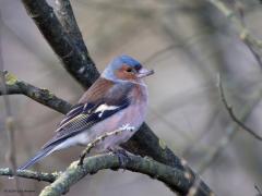 Vink  20240202  Deze foto is anderhalve week geleden gemaakt. Meneer komt al flink op kleur. Niet dat ze in de winter alle kleuren verliezen maar in het voorjaar worden ze toch weer mooier, zoals bij zo goed als alle vogels het geval is.