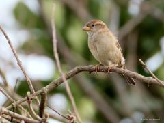 Huismus  20240210  Rielsche Heide