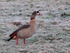 Nijlgans  20240313  Een week terug was er nog lichte vorst aan de grond. Als je dan vroeg uit bed gaat herken je dat aan het witte gras. Nijlganzen zijn altijd vroeg wakker en trekken zich niets aan van een beetje vorst. Dit stelletje ging al vroeg op pad om wat eetbaars te vinden. Uiterlijk is er geen echt verschil tussen mannetje en vrouwtje.