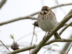 Rietgors  20240324  Heb ik het goed? Is dit een volwassen vrouwtje in zomerkleed? Of een mannetje onder weg naar het volle zomerkleed? Vind dat niet zo makkelijk bij de rietgors. Een volgroeid mannetje in de zomer is veeel makkelijker.