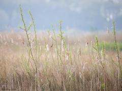 Snor  20240424  In de buurt van het Markiezaatsmeer hoorde en zag ik vorige week een snor. Je zult niet verrast zijn dat ik hem eerst hoorde en na wat zoeken pas zag. Zijn erg kenmerkende onophoudelijke gesnor, een hoog ratelend geluid, valt erg op en draagt ver. Ik zag de rietvogel flink ver weg zitten. Hij was flink actief en liet zich goed zien in hoge rietstengels of jonge wilgjes. De zang lijkt wel op het geluid van een sprinkhaan, zo sterk dat daaraan de familienaam te danken is 'Sprink