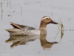 Zomertaling  20120517  Westkapelle