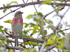 Kneu  20240418  Bleke Heide