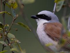 Grauwe klauwier  20240617  Regte Heide