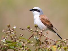 Grauwe klauwier  20240617  Regte Heide