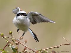 Grauwe klauwier  20240617  Regte Heide