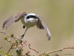 Grauwe klauwier  20240617  Regte Heide