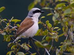 Grauwe klauwier  20240620  Regte Heide