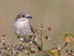 Grauwe klauwier  20240620  Regte Heide