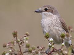 Grauwe klauwier  20240620  Regte Heide