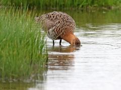 Grutto  20240411  Schakerloopolder