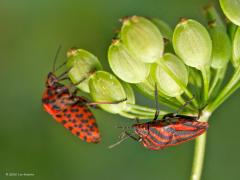 Pyjamaschildwants  20240629  Het is lang geleden dat ik een beestje fotografeerde. Maar nu meldde een zus in haar tuin een gekleurd insect op een schermbloem. Ze stuurde een foto waarop ik al kon opmaken dat het om een pyjama wants ging. Een leuk fel gekleurde wants die met die kleuren al aangeeft, pas op, ik kan een giftig goedje uitscheiden. Toch mijn macrocamera weer eens opgezocht en enkele foto's gemaakt. Ze noemen de wants ook wel gevangeniswants, dat snap je wel. Als je er een ziet dan vin