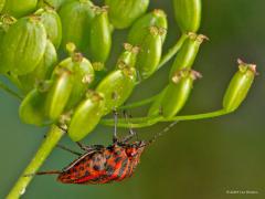 Pyjamaschildwants  20240629  Het is lang geleden dat ik een beestje fotografeerde. Maar nu meldde een zus in haar tuin een gekleurd insect op een schermbloem. Ze stuurde een foto waarop ik al kon opmaken dat het om een pyjama wants ging. Een leuk fel gekleurde wants die met die kleuren al aangeeft, pas op, ik kan een giftig goedje uitscheiden. Toch mijn macrocamera weer eens opgezocht en enkele foto's gemaakt. Ze noemen de wants ook wel gevangeniswants, dat snap je wel. Als je er een ziet dan vin