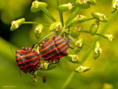 Pyjamaschildwants  20240629  Het is lang geleden dat ik een beestje fotografeerde. Maar nu meldde een zus in haar tuin een gekleurd insect op een schermbloem. Ze stuurde een foto waarop ik al kon opmaken dat het om een pyjama wants ging. Een leuk fel gekleurde wants die met die kleuren al aangeeft, pas op, ik kan een giftig goedje uitscheiden. Toch mijn macrocamera weer eens opgezocht en enkele foto's gemaakt. Ze noemen de wants ook wel gevangeniswants, dat snap je wel. Als je er een ziet dan vin