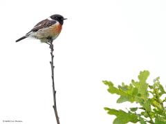 Roodborsttapuit  20240527  Oude Buisse Heide