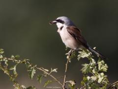 Grauwe klauwier  20240701  Gisteravond in de Pannenhoef bij laag staande zon. Zeker een kilometer verwijderd van de Rondgors, is het weer een andere vogel? Hoe ver zouden klauwieren op pad gaan voor voedsel? Leuk voor ons deze mooie rover. Slecht nieuws voor bijvoorbeeld dagvlinders zoals hier voor een bruin zandoogje.