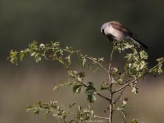 Grauwe klauwier  20240701  Gisteravond in de Pannenhoef bij laag staande zon. Zeker een kilometer verwijderd van de Rondgors, is het weer een andere vogel? Hoe ver zouden klauwieren op pad gaan voor voedsel? Leuk voor ons deze mooie rover. Slecht nieuws voor bijvoorbeeld dagvlinders zoals hier voor een bruin zandoogje.