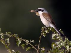Grauwe klauwier  20240701  Gisteravond in de Pannenhoef bij laag staande zon. Zeker een kilometer verwijderd van de Rondgors, is het weer een andere vogel? Hoe ver zouden klauwieren op pad gaan voor voedsel? Leuk voor ons deze mooie rover. Slecht nieuws voor bijvoorbeeld dagvlinders zoals hier voor een bruin zandoogje.