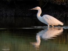 Kleine zilverreiger  20270729  Scherpenisse